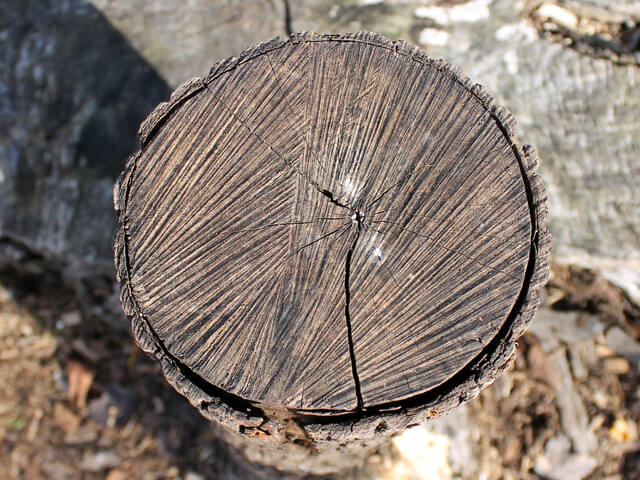 the top of a log before being split for wood