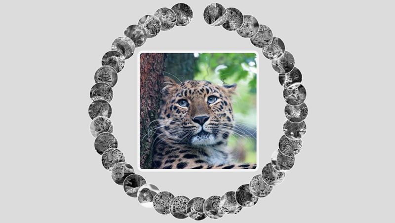Demo Image: Amur Leopard Image Gallery With CSS Vars