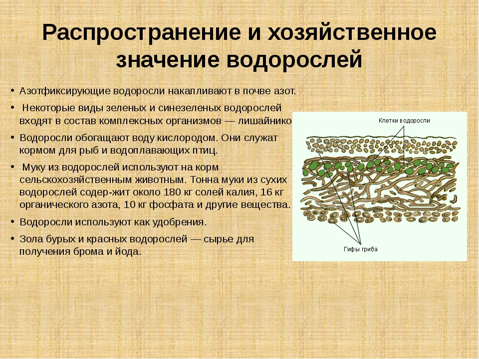 Специалист изучающий морфологию анатомию географическое распространение водорослей