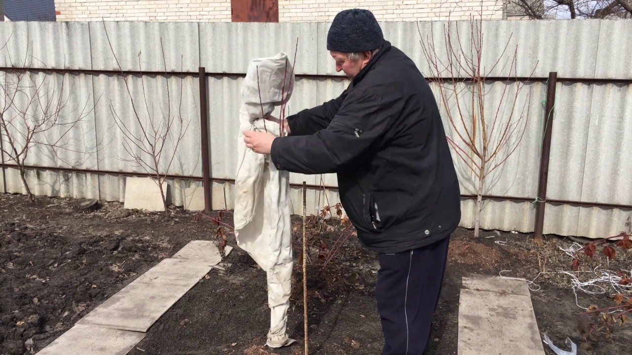 Нужно ли закрывать. Укрытие для персика на зиму. Укрыть персик на зиму. Укрытие колоновидной яблони на зиму. Зимнее укрытие персика.