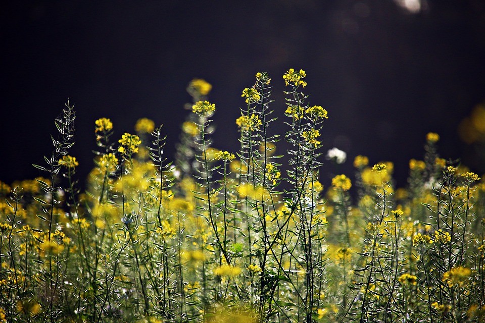 жёлтые цветы в поле