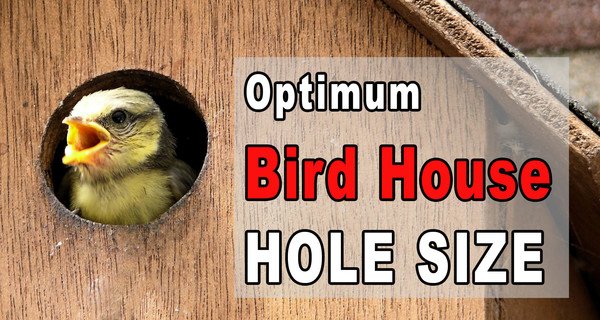 Bird House Hole Size (Best Dimensions)