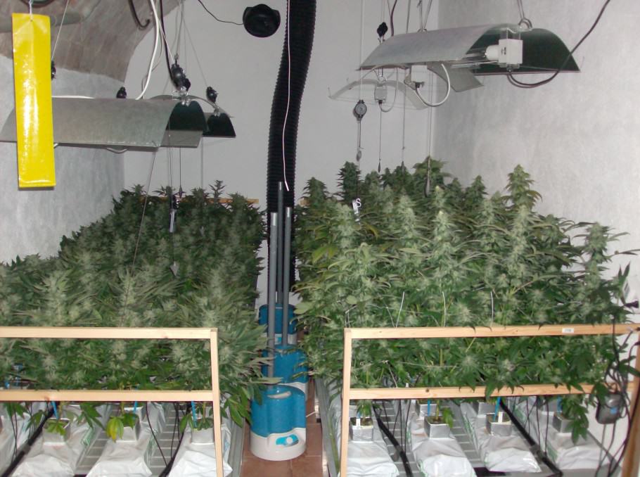 Hydroponic cannabis grow using Rockwool